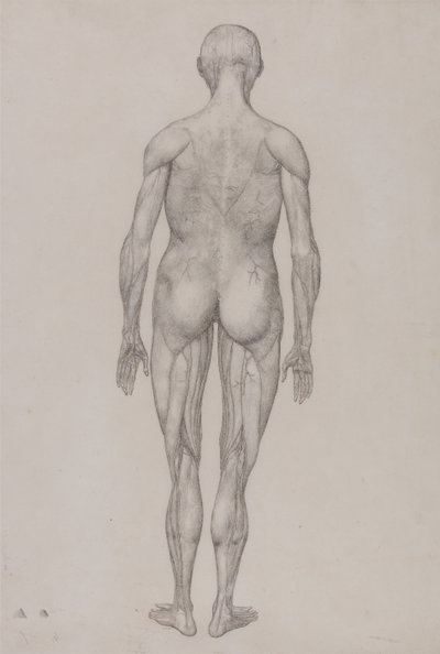 A Comparative Anatomical Exposition of the Structure of the Human Body with that of a Tiger and a Cow by George Stubbs